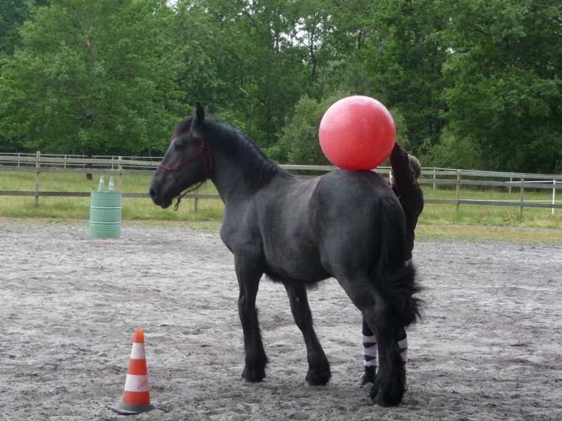 MELODIE DE LA NOTTE et CESAR, percherons et Charlotte33  (Mars 2012) - Page 37 P1050712