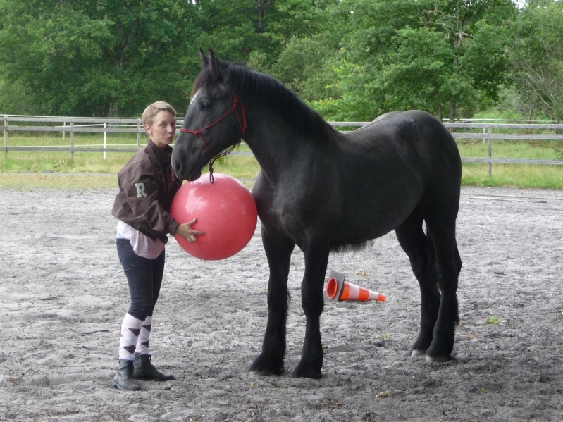 MELODIE DE LA NOTTE et CESAR, percherons et Charlotte33  (Mars 2012) - Page 37 P1050714