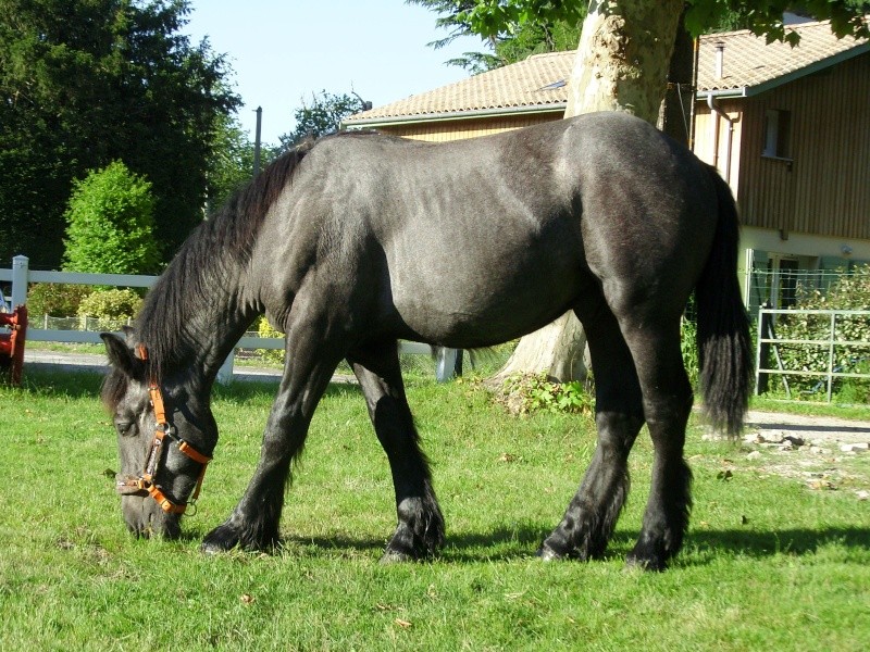 MELODIE DE LA NOTTE et CESAR, percherons et Charlotte33  (Mars 2012) - Page 37 Snb12116