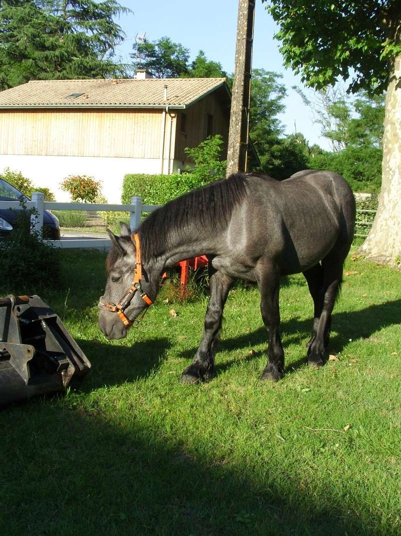 MELODIE DE LA NOTTE et CESAR, percherons et Charlotte33  (Mars 2012) - Page 37 Snb12121