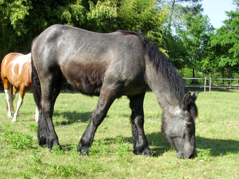 MELODIE DE LA NOTTE et CESAR, percherons et Charlotte33  (Mars 2012) - Page 37 Snb12123