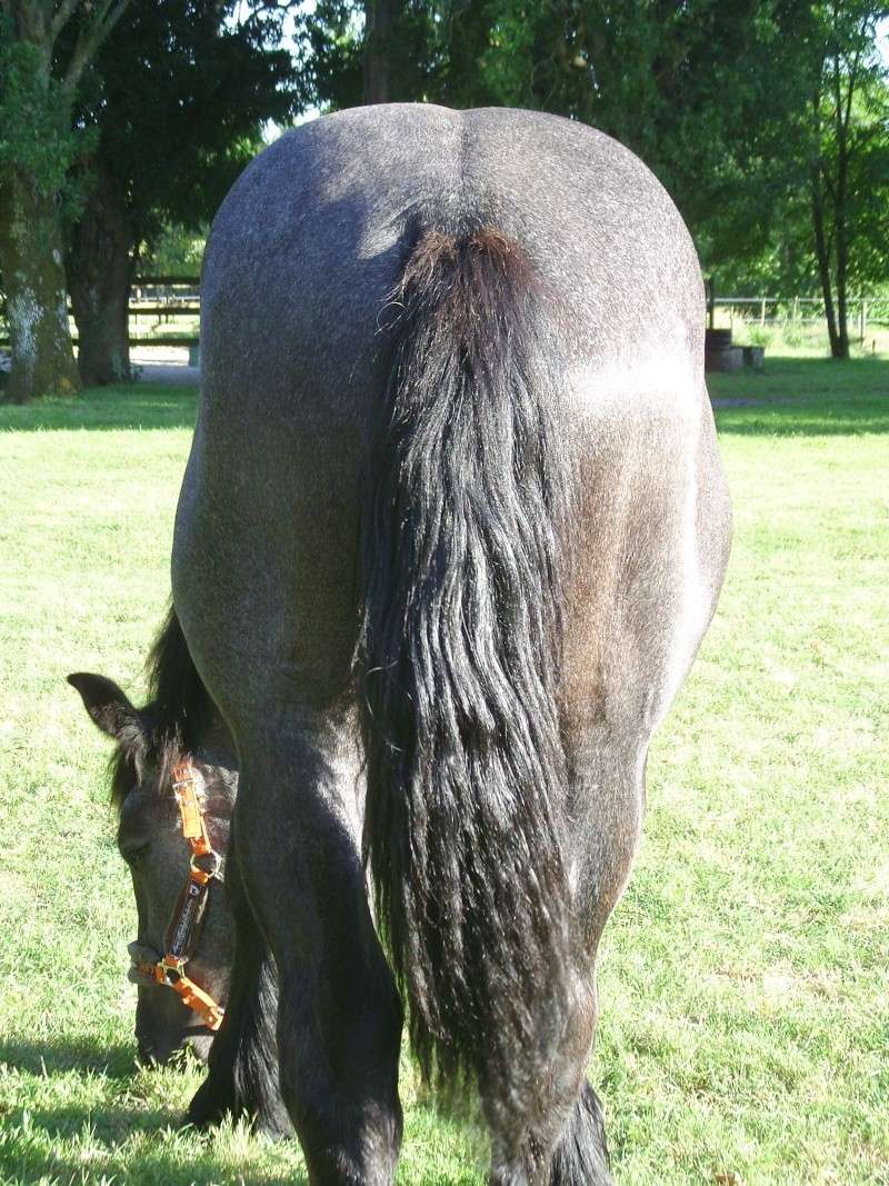 MELODIE DE LA NOTTE et CESAR, percherons et Charlotte33  (Mars 2012) - Page 37 Snb12211