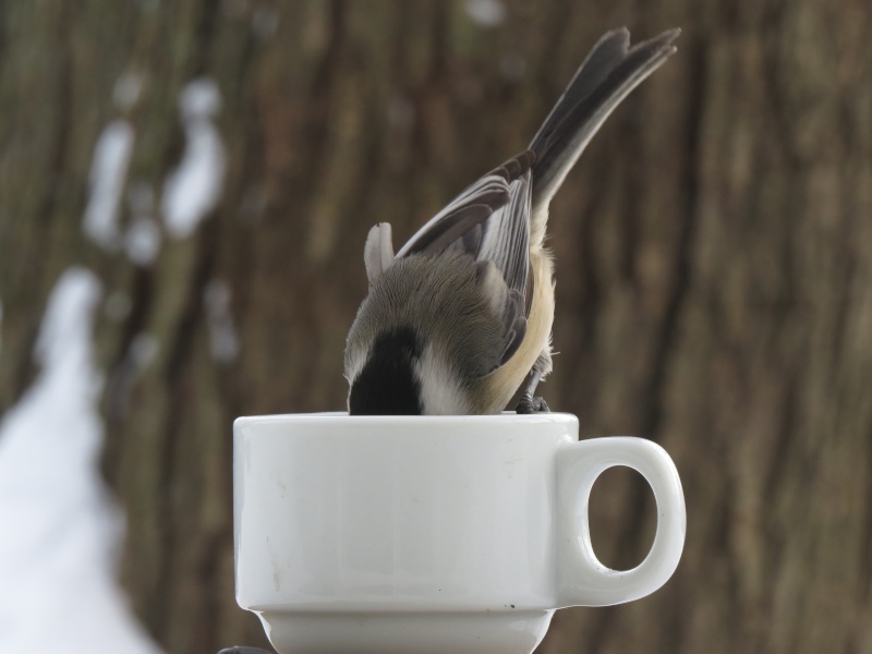 Expresso... Img_0018