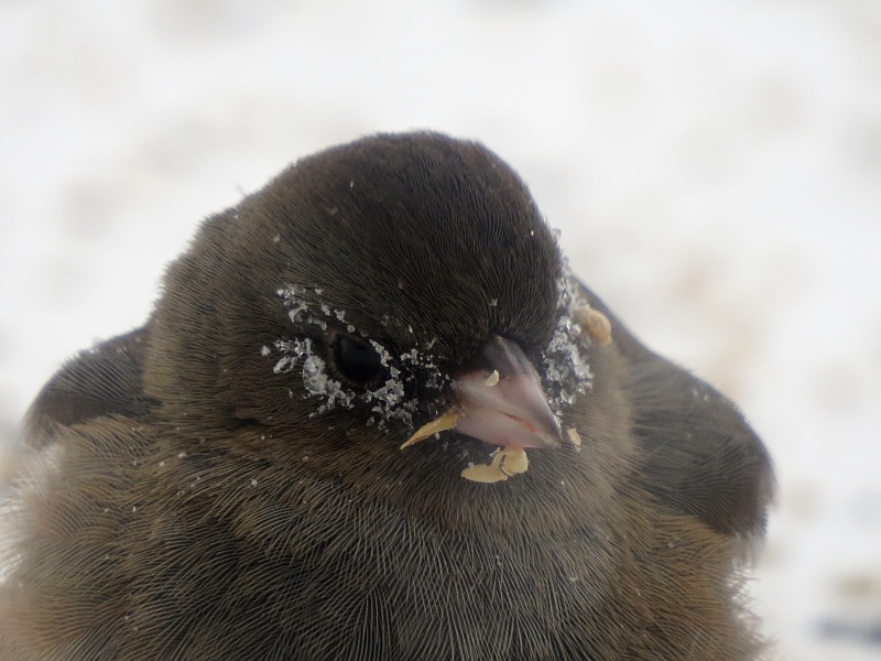 Junco Junco_14