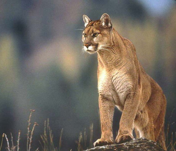 LUPO GRIGIO O PUMA (a seconda delle Tribù Indiane e dei territori occupati) Puma_a10