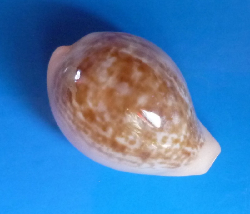 Zonaria angelicae (Clover, 1974) P1130116