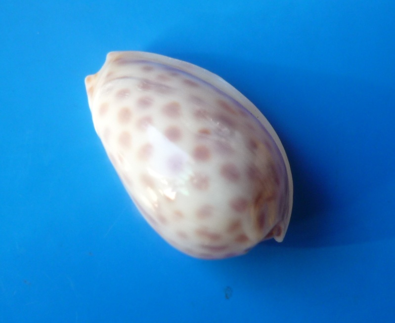 Persicula persicula (Linnaeus, 1758) Persic12