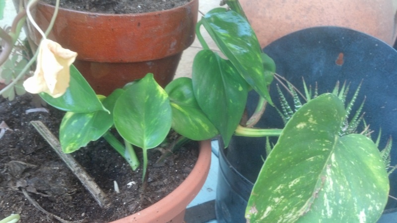 quelle est cette plante ? pothos "Epipremnum aureus" 2013-010