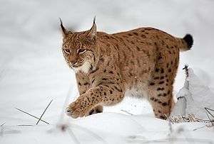 Frischbeute und gefährliche Tiere  Luchs10