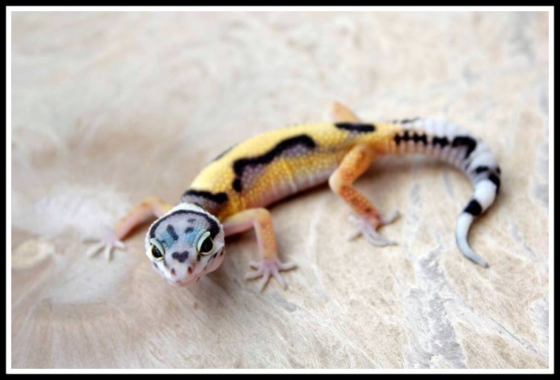 gecko leopard  10018610