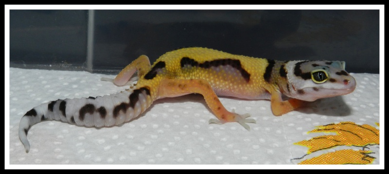 Ma troupe de Gecko léopard  Dscn6410