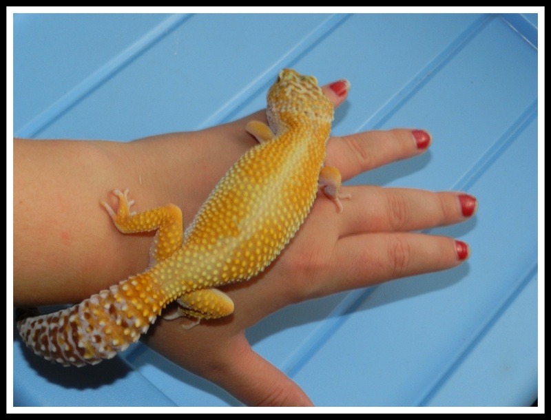 gecko leopard  Dscn6610