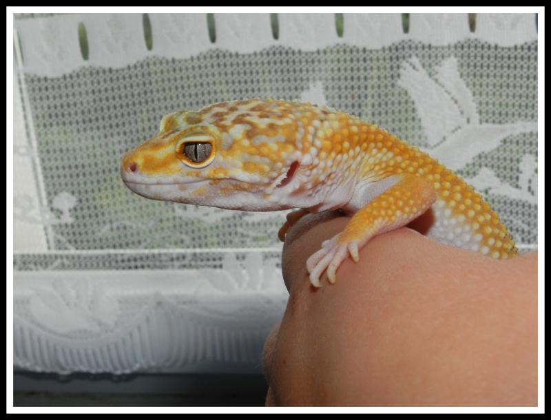 gecko leopard  Dscn6611