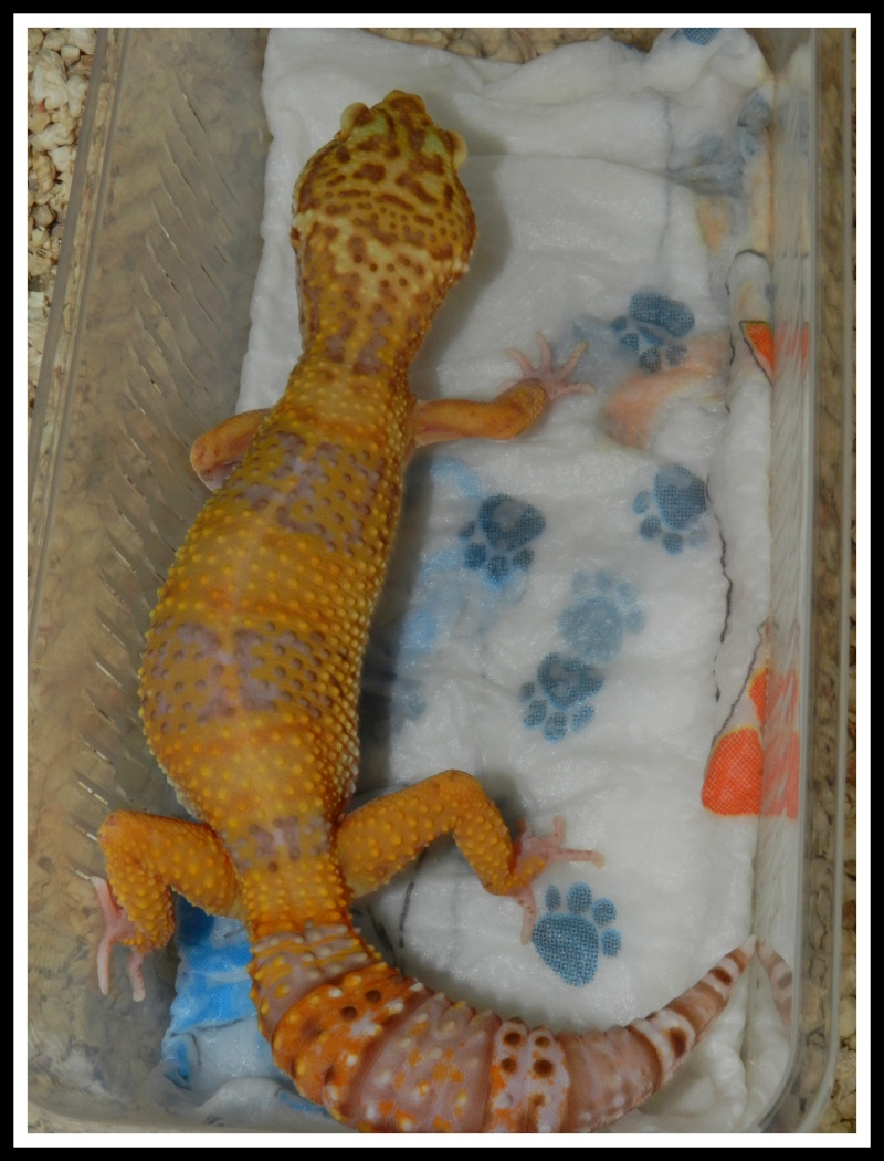 gecko leopard  Dscn6614
