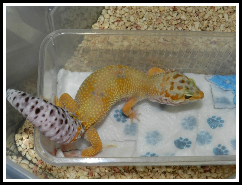 Ma troupe de Gecko léopard  - Page 2 Dscn6616