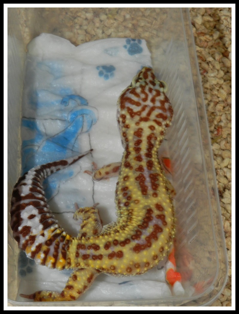 gecko leopard  Dscn6620