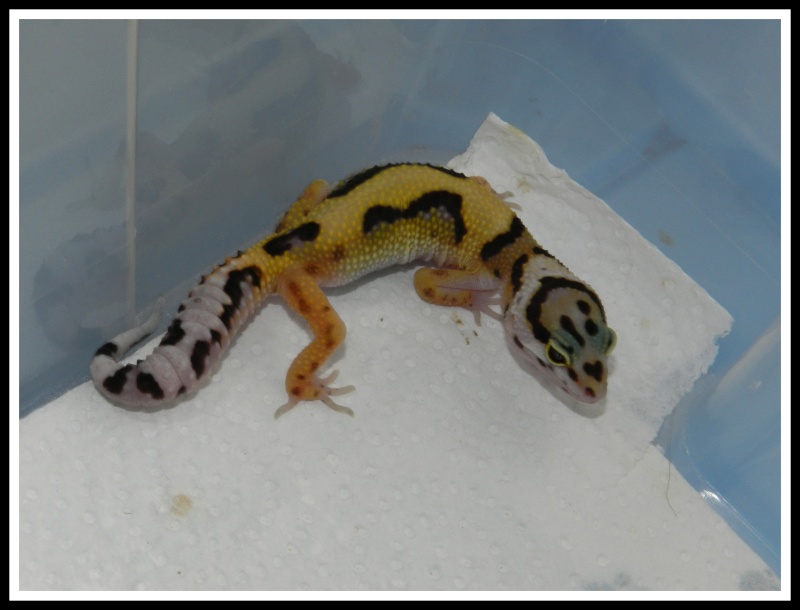 gecko leopard  Dscn6622