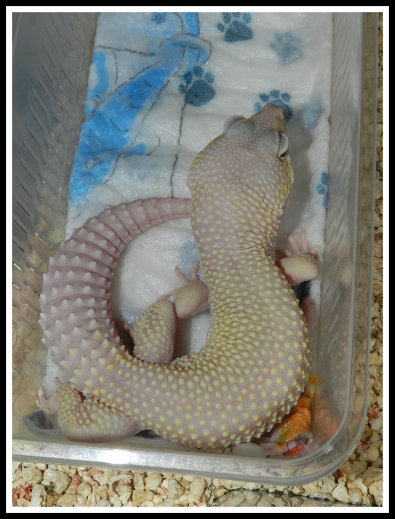 gecko leopard  Dscn6626