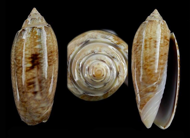 Americoliva sayana sarasotaensis (Petuch & Sargent, 1986)  - Worms = Americoliva sayana (Ravenel, 1834) 10561810