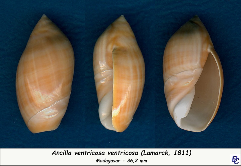 Ancilla ventricosa (Lamarck, 1811) Ancill10