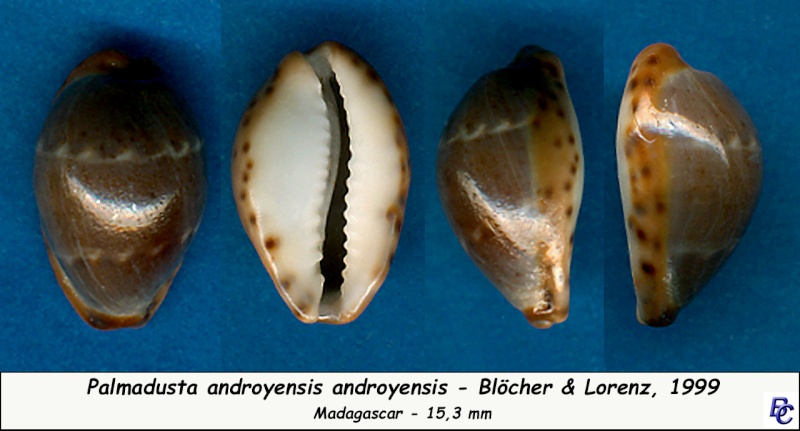 Palmadusta androyensis Blöcher & Lorenz, 1999 - Page 2 Androy10