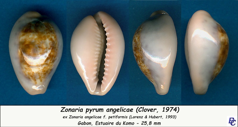 Zonaria angelicae var. petiformis Lorenz & F. Huber, 1993 voir Zonaria pyrum petitiana Angeli11