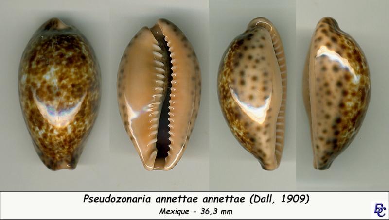 Pseudozonaria annettae (Dall, 1909) Annett10