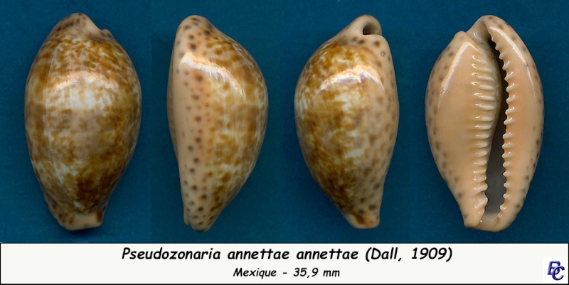 Pseudozonaria annettae (Dall, 1909) Annett11