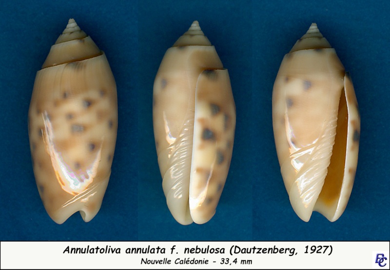 Annulatoliva annulata nebulosa (Dautzenberg, 1927) voir Annulatoliva annulata (Röding, 1798) Annula10