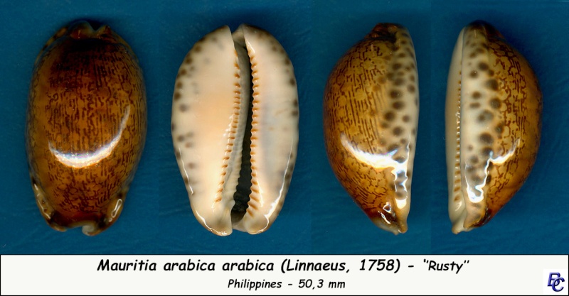 Mauritia arabica arabica - (Linnaeus, 1758)  - Rusty Arabic15