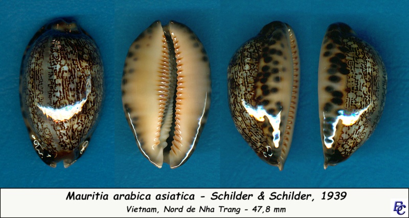 Mauritia arabica asiatica - Schilder & Schilder, 1939  Arabic16
