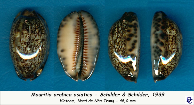 Mauritia arabica asiatica - Schilder & Schilder, 1939  Arabic18