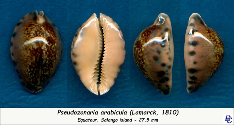 Pseudozonaria arabicula (Lamarck, 1810)  Arabic19