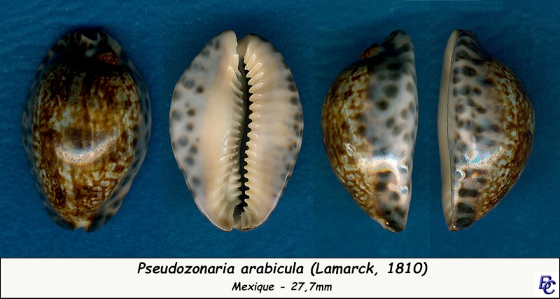 Pseudozonaria arabicula (Lamarck, 1810)  Arabic20