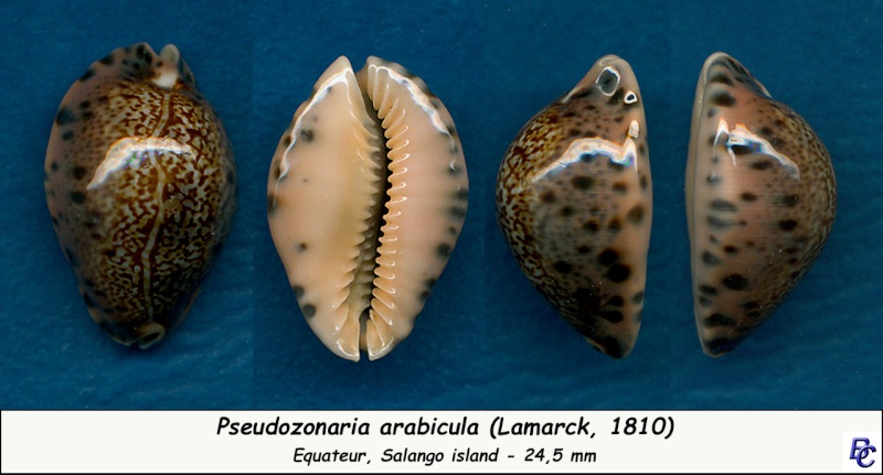 Pseudozonaria arabicula (Lamarck, 1810)  Arabic21