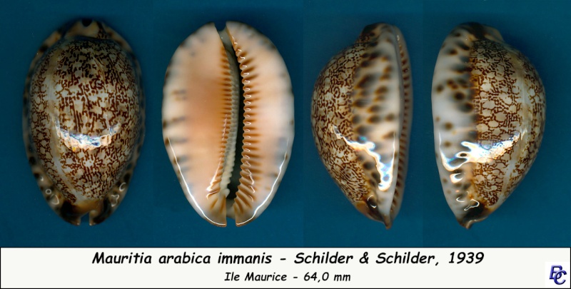 Mauritia arabica immanis - Schilder & Schilder, 1939  Arabic22
