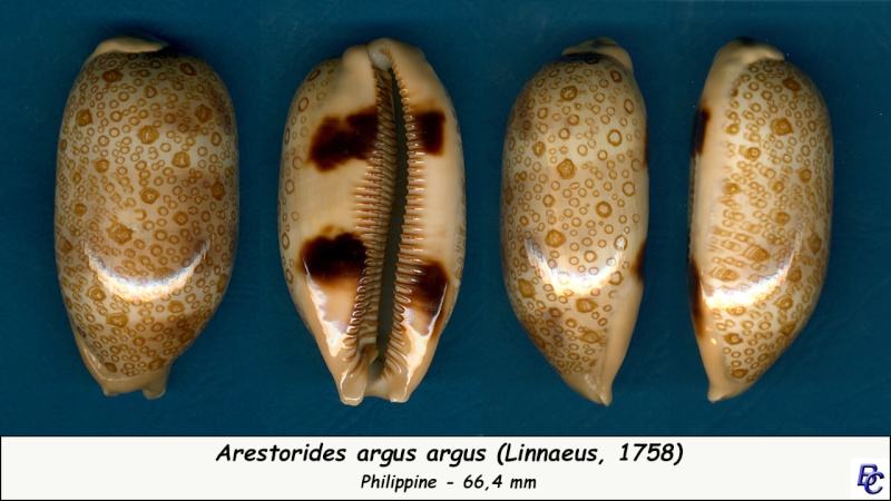 Arestorides argus - (Linnaeus, 1758)  - Page 2 Argus_11
