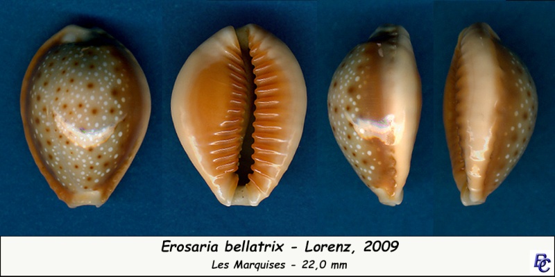Naria helvola bellatrix (Lorenz, 2009) - Page 2 Bellat10