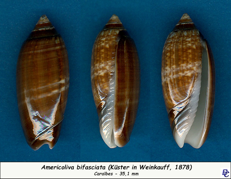 Americoliva bifasciata Kuster, 1878 - Worms = Oliva bifasciata bifasciata Küster in Weinkauff, 1878· - Page 2 Bifasc10