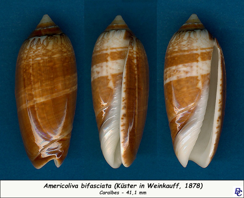 Americoliva bifasciata  Kuster, 1878 - Worms = Oliva bifasciata bifasciata Küster in Weinkauff, 1878· - Page 2 Bifasc11