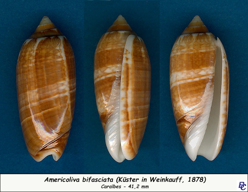 Americoliva bifasciata Kuster, 1878 - Worms = Oliva bifasciata bifasciata Küster in Weinkauff, 1878· - Page 2 Bifasc12