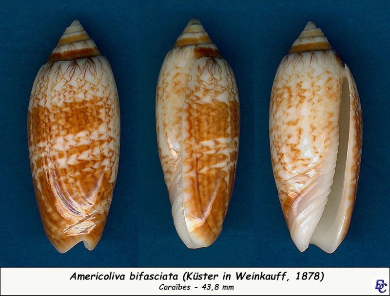 Americoliva bifasciata  Kuster, 1878 - Worms = Oliva bifasciata bifasciata Küster in Weinkauff, 1878· - Page 2 Bifasc13