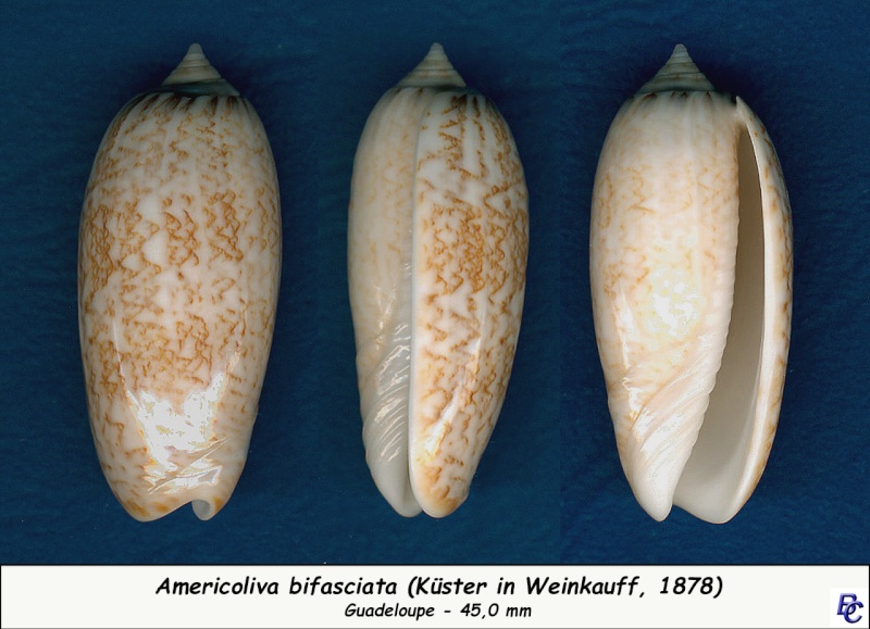 Americoliva bifasciata  Kuster, 1878 - Worms = Oliva bifasciata bifasciata Küster in Weinkauff, 1878· - Page 2 Bifasc15