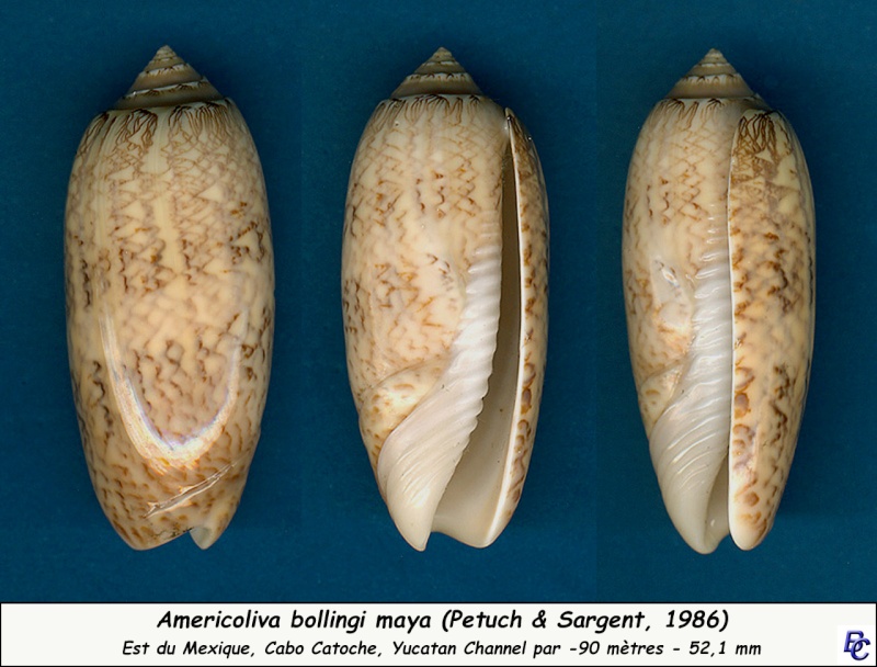 Americoliva bollingi maya (Petuch & Sargent, 1986)  - Worms = Oliva nivosa bollingi (Clench, 1934) Bollin10