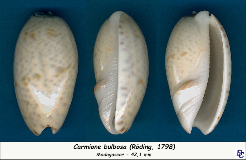 Carmione bulbosa (Röding, 1798) - Worms = Oliva bulbosa (Röding, 1798) - Page 2 Bulbos17