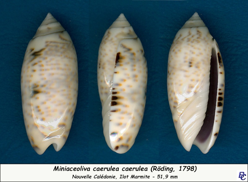 Miniaceoliva caerulea caerulea (Röding, 1798) - Page 2 Caerul11