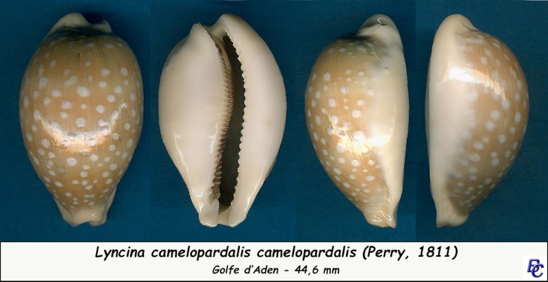 Lyncina camelopardalis (Perry, 1811)  Camelo10