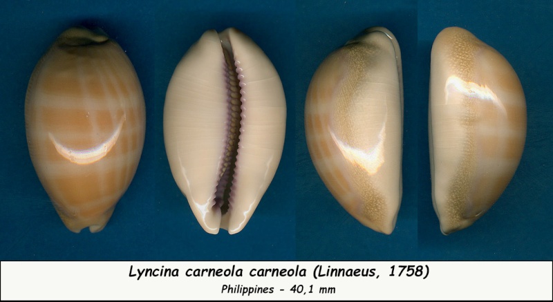 Lyncina carneola (Linnaeus, 1758) - Page 2 Carneo11