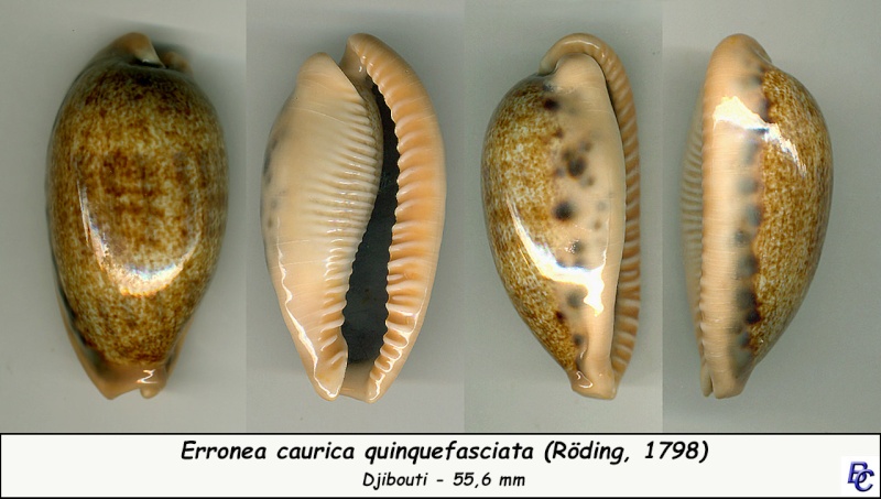 Erronea caurica quinquefasciata - (Röding, 1798) Cauric22