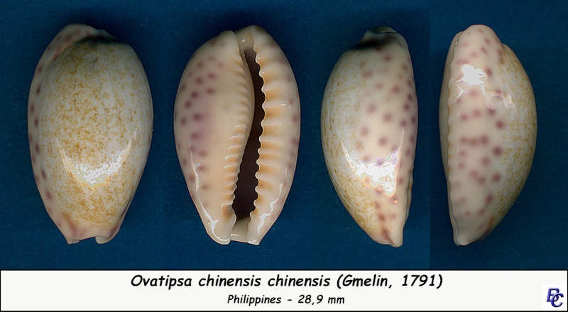 Ovatipsa chinensis (Gmelin, 1791)  Chinen12